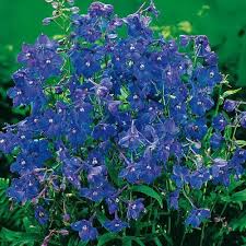 Image result for Delphinium