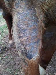 How To Manage Rain Rot In Horses Symptoms Treatments And Cures Pethelpful