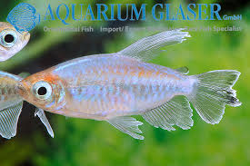 Der blaue kongosalmler (phenacogrammus interruptus, syn.: Kongosalmler Aquarium Glaser Gmbh
