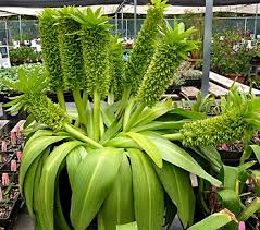 Image result for Eucomis autumnalis