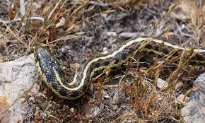 Sorry i didn't get around to. Hinterland Who S Who Western Garter Snake