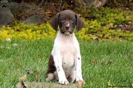This adult, female, german short hair pointer was picked up as a stray in rooks county on 1/19/21. German Shorthaired Pointer Puppies For Sale Greenfield Puppies