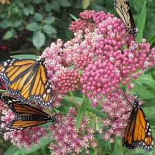 The Milkweed Life Cycle