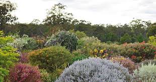 A magical australian garden with room to explore. How To Pick Australian Native Plants For Your Garden Homes To Love