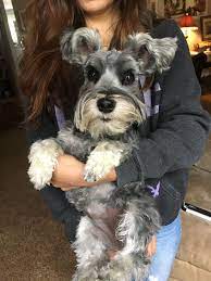 Mini Schnauzer Long Lashes Curly Hair Adorable Lillie Miniature Schnauzer Schnauzer Puppy Schnauzer