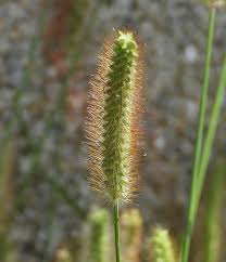 Image result for Setaria pumila