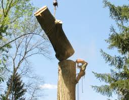 New and used items, cars, real estate, jobs, services, vacation rentals and more virtually anywhere in kitchener area. Tree Service Tree Removal Stump Grinding Kitchener