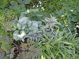 Image result for Athyrium newtonii