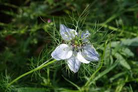 Sow seeds where plants are to grow, since the long taproot makes transplanting unsatisfactory. Nigella Love In A Mist Devil In A Bush A To Z Flowers