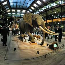 Opening Of The Kid S Gallery Museum National D Histoire Naturelle Paris Musee Histoire Naturelle