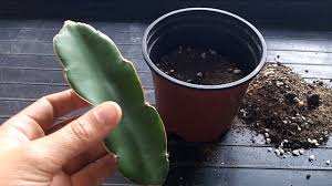 For me it took over around 6 months and only 2 made it. How To Grow A Dragon Fruit Cactus From A Cutting Hylocereus Youtube