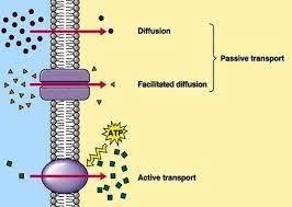 Pin By Karina Quisama On Proteins Cell Biology Science Cells Biology College