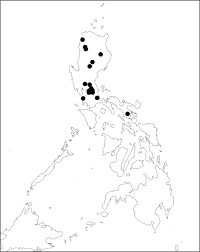 Image result for Gouania tiliifolia