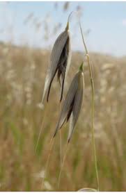 Image result for Grona barbata