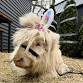 Hug a Highland Cow Event