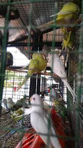 With yellow pages you can be certain you'll find what you're seeking quickly and easily. Love Birds For Sale Sun Aqwerum And Pet Shop Facebook
