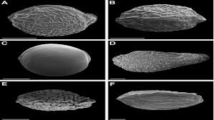 Image result for Schizocarphus nervosus