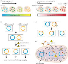 We did not find results for: Mapping And Editing Animal Mitochondrial Genomes Can We Overcome The Challenges Philosophical Transactions Of The Royal Society B Biological Sciences