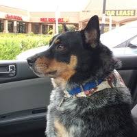 Wag pet resort offers quality doggie daycare and dog boarding in petersburg, on. Wiggles And Wags Pet Resort Pet Store In Tempe