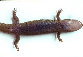 Image result for Macrotyloma rupestre × densiflo