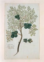 Image result for Widdringtonia nodiflora