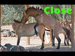Funny Animals Top Best Horse Mating Videos Funny Animal Videos Funny Animals Animals Funny Cats