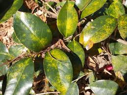 Cold damaged petals have a firm leathery texture when rubbed between thumb and forefinger. 3 Insects And Diseases Of Camellias A Heron S Garden