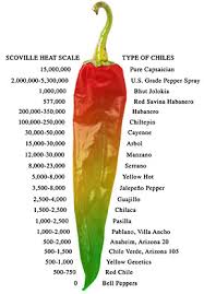 Yellow Chili Pepper Arizona Yellow Genetics Chile Peppers