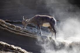 Image result for Beige Antelope 1983 Fleet