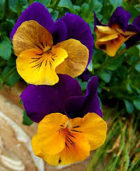 Joyful Joyful Pansies Flowers Amazing Flowers Beautiful Flowers