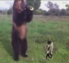 Meme about bear, bears, putin, vladimir putin, picture related to putin, bear, on and a, and belongs to categories animals, memes, politics, etc. Ussr Putin The Head Back In Muthead Muthead Clans Community Madden Nfl 19 Forums Muthead