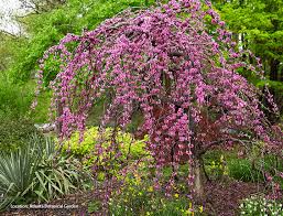 While annuals fade and perennials have one or two showy seasons, evergreens keep your property intriguing all year long. The Best Plants For A Foundation Planting Garden Gate