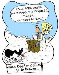 Humor Pictures Humorous Pictures Humor Photoa 2012 Girls Desktop Hq Hd 3d Computer Border Collie Humor Collie Border Collie