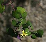 Image result for Senecio strictifolius