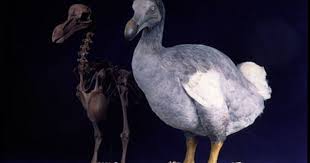 Oxford Museum Of Natural History Remains Of The Dodo Unusual Animals Natural History Extinct Animals