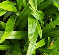 Image result for Eucomis zambesiaca