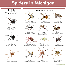 This video is intended for educational purposes and to raise awareness of the health problems that jiggers cause in africa.medical condition: Spiders In Michigan List With Pictures