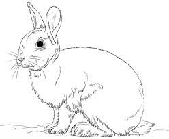 Realistic bunny coloring pages printable. Cute Bunny Rabbit Coloring Page From Rabbits Category Select From 25105 Printable Crafts Of Cartoons Bunny Coloring Pages Bunny Drawing Animal Coloring Pages