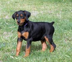 Black And Tan Doberman Puppies Garrett S Dobermans Puppy Site Doberman Puppy Doberman Black Doberman