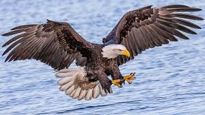 Eagles live, the millennium concert, and long road out of eden. Bald Eagles And American Birds Of Prey Youtube