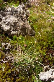 Image result for Avenella