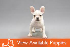 We also provide quality pet foods and supplies. Petland Crystal Lake 815 455 5479 Welcome To Petland Crystal Lake