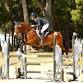 November USEA Horse Trials - Majestic Oaks Ocala, 17500 N US Hwy 441 Event Image