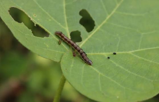 Plant - insect relation | Wikifarmer