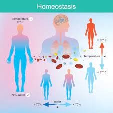 Check spelling or type a new query. Physiological Homeostasis Biology Online Tutorial