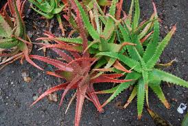 Image result for Aloe cameronii