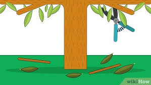 By kick in i am assuming that you mean getting high. How To Grow Nutmeg With Pictures Wikihow