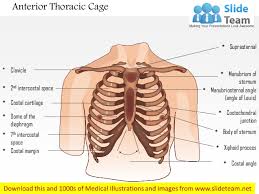 Find the perfect anatomy of the chest organs stock photos and editorial news pictures from getty images. Diagram Of Chest Wall Residential Electrical Symbols