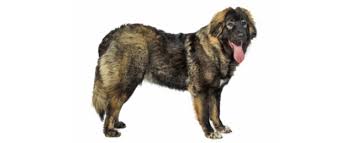 I have a caucasian shepherd (caucasian ovcharka) who is now almost 3 months old.he weighs around 21 kgs (46.2 lbs) and is 21 inches tall (at the withers). Caucasian Shepherd Dog Dog Breed Profile Petfinder