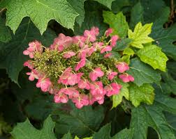 Image result for Hydrangea quercifolia